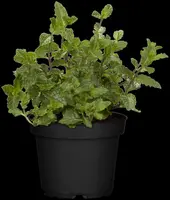 Mentha piperita 'Lemon' (Citroenmunt) - afbeelding 36