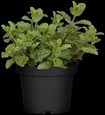 Mentha piperita 'Lemon' (Citroenmunt) - afbeelding 37