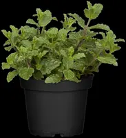 Mentha piperita 'Lemon' (Citroenmunt) - afbeelding 37