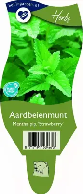 Mentha piperita 'Strawberry' (Aardbeienmunt) - afbeelding 1