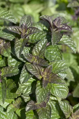 Mentha spicata, grün-rot (Aarmunt) - afbeelding 1