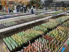 Mentha spicata 'Hillary's Sweet Lemon' (Appel-Citroenmunt) - afbeelding 3