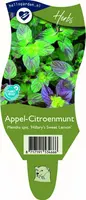 Mentha spicata 'Hillary's Sweet Lemon' (Appel-Citroenmunt) - afbeelding 1