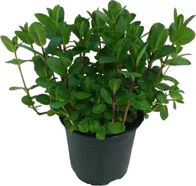 Mentha spicata (Kruizemunt) ø14 cm - afbeelding 1