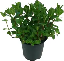 Mentha spicata (Kruizemunt) ø14 cm - afbeelding 1