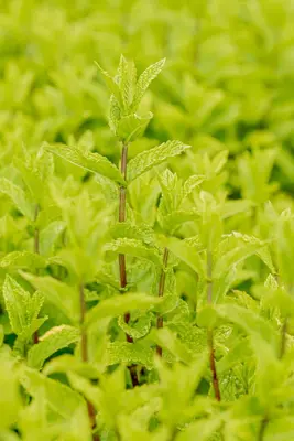 Mentha spicata 'Maroccan' (Aarmunt 'Maroccan') - afbeelding 14