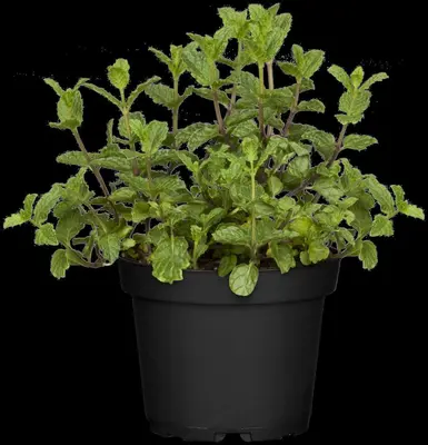 Mentha spicata 'Maroccan' (Aarmunt 'Maroccan') - afbeelding 10