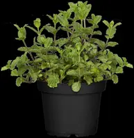 Mentha spicata 'Maroccan' (Aarmunt 'Maroccan') - afbeelding 10