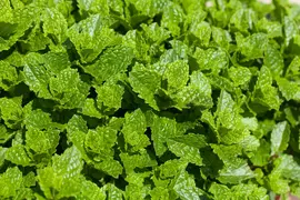 Mentha spicata 'Maroccan' (Aarmunt 'Maroccan') - afbeelding 1