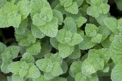 Mentha spicata 'Maroccan' (Aarmunt 'Maroccan') - afbeelding 3