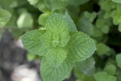 Mentha spicata 'Maroccan' (Aarmunt 'Maroccan') - afbeelding 4