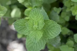 Mentha spicata 'Maroccan' (Aarmunt 'Maroccan') - afbeelding 4