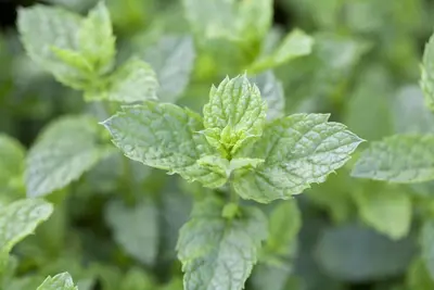 Mentha spicata 'Maroccan' (Aarmunt 'Maroccan') - afbeelding 5
