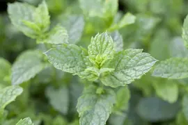 Mentha spicata 'Maroccan' (Aarmunt 'Maroccan') - afbeelding 5