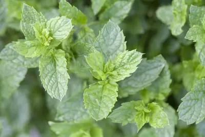 Mentha spicata 'Maroccan' (Aarmunt 'Maroccan') - afbeelding 6