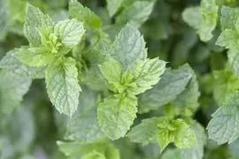 Mentha spicata 'Maroccan' (Aarmunt 'Maroccan') - afbeelding 6