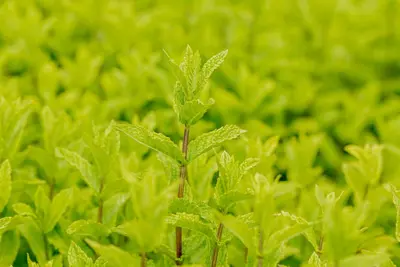 Mentha spicata 'Maroccan' (Aarmunt 'Maroccan') - afbeelding 13