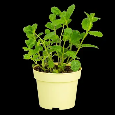 Mentha spicata 'Maroccan' (Aarmunt 'Maroccan') - afbeelding 12