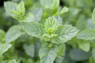 Mentha spicata 'Maroccan' (Marokkaanse munt) 15cm - afbeelding 4