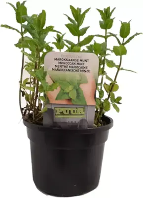 Mentha spicata 'Maroccan' (Marokkaanse munt) 15cm - afbeelding 2