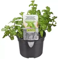 Mentha spicata 'Maroccan' (Marokkaanse munt) 15cm - afbeelding 1