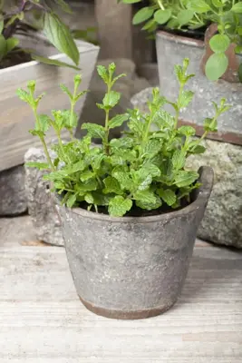 Mentha spicata 'Maroccan' (Marokkaanse munt) 15cm - afbeelding 3