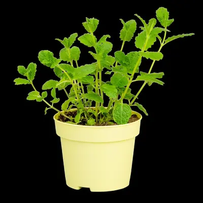 Mentha spicata 'Moroccan' (Marokkaanse munt) - afbeelding 12