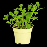 Mentha spicata 'Moroccan' (Marokkaanse munt) - afbeelding 12