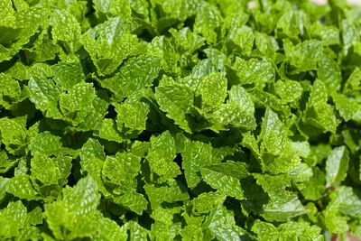 Mentha spicata 'Moroccan' (Marokkaanse munt) - afbeelding 2