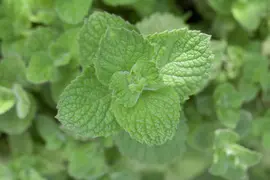 Mentha spicata 'Moroccan' (Marokkaanse munt) - afbeelding 3