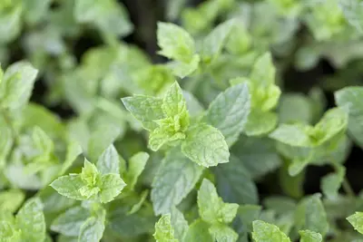 Mentha spicata 'Moroccan' (Marokkaanse munt) - afbeelding 8