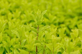 Mentha spicata 'Moroccan' (Marokkaanse munt) - afbeelding 14