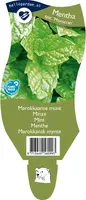 Mentha spicata 'Moroccan' (Marokkaanse munt)