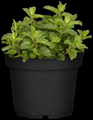 Mentha spicata 'Moroccan' (Marokkaanse munt) - afbeelding 9