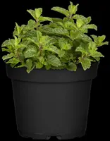 Mentha spicata 'Moroccan' (Marokkaanse munt) - afbeelding 9