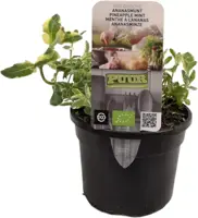 Mentha suaveolens 'ananas' (ananasmunt) 15cm - afbeelding 1