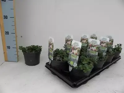 Mentha suaveolens 'ananas' (ananasmunt) 15cm - afbeelding 2
