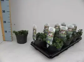 Mentha suaveolens 'ananas' (ananasmunt) 15cm - afbeelding 2