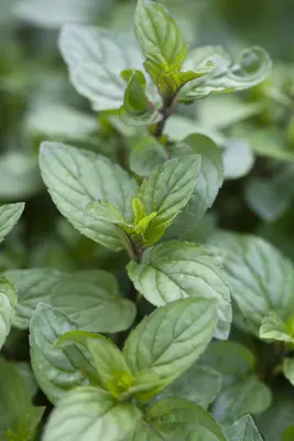 Mentha x piperita 'Chocolate' (Munt 'Chocolate') - afbeelding 6