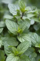Mentha x piperita 'Chocolate' (Munt 'Chocolate') - afbeelding 6