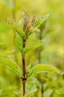 Mentha x piperita 'Chocolate' (Munt 'Chocolate') - afbeelding 20
