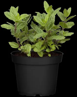 Mentha x piperita 'Chocolate' (Munt 'Chocolate') - afbeelding 13