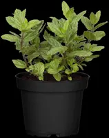 Mentha x piperita 'Chocolate' (Munt 'Chocolate') - afbeelding 13