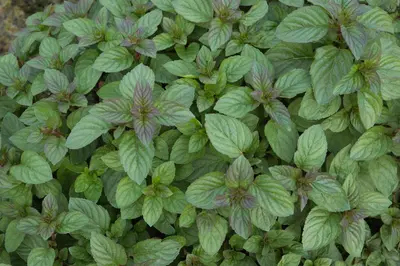 Mentha x piperita 'Chocolate' (Munt 'Chocolate') - afbeelding 14
