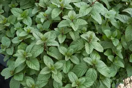 Mentha x piperita 'Chocolate' (Munt 'Chocolate') - afbeelding 16