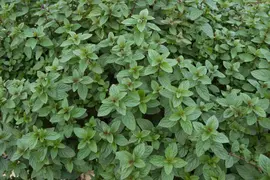 Mentha x piperita 'Chocolate' (Munt 'Chocolate') - afbeelding 18