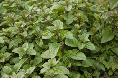 Mentha x piperita 'Chocolate' (Munt 'Chocolate') - afbeelding 15