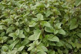 Mentha x piperita 'Chocolate' (Munt 'Chocolate') - afbeelding 15