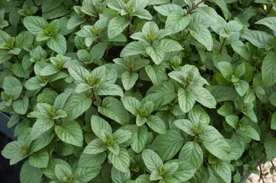 Mentha x piperita 'Chocolate' (Munt 'Chocolate') - afbeelding 16