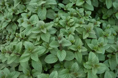 Mentha x piperita 'Chocolate' (Munt 'Chocolate') - afbeelding 17
